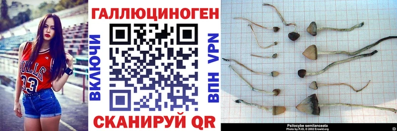 Галлюциногенные грибы Psilocybine cubensis  наркота  Комсомольск 